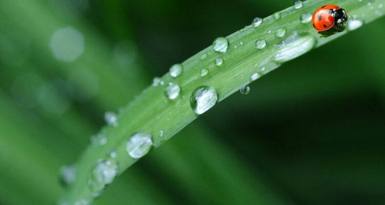 L’Importance de la Récupération et de la Valorisation de l’Eau de Pluie